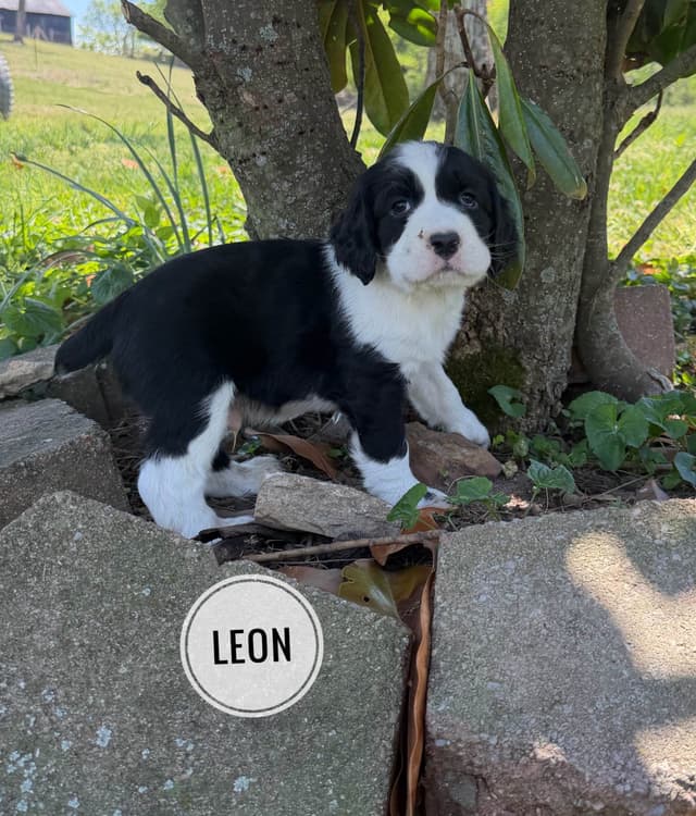 English Springer Spaniel Puppies media 18