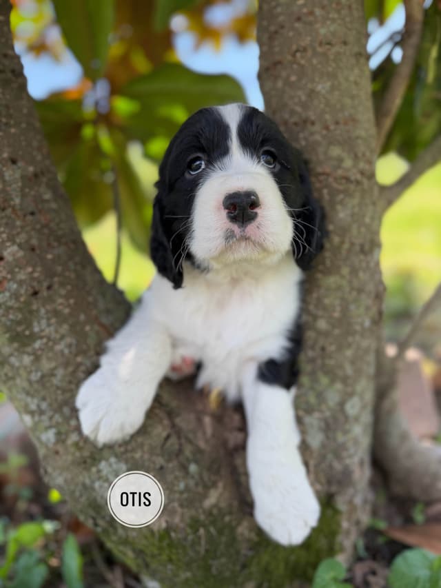 English Springer Spaniel Puppies media 19