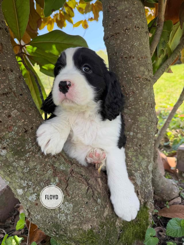 English Springer Spaniel Puppies media 20