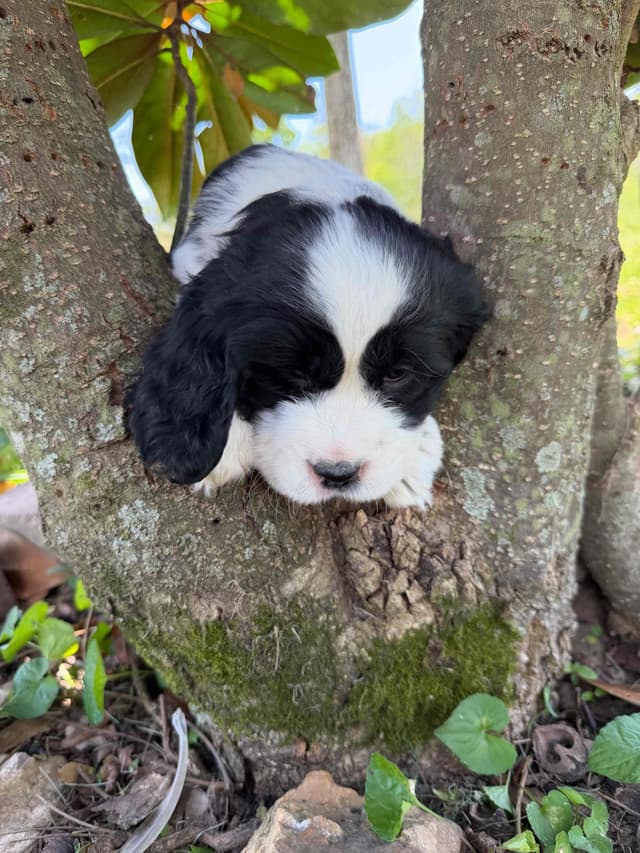 English Springer Spaniel Puppies media 21