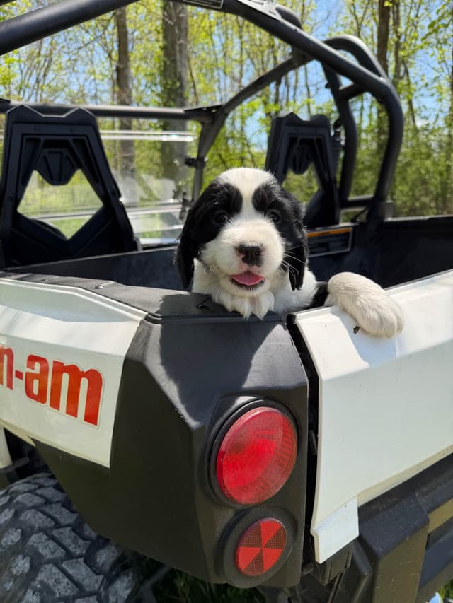 English Springer Spaniel Puppies media 23