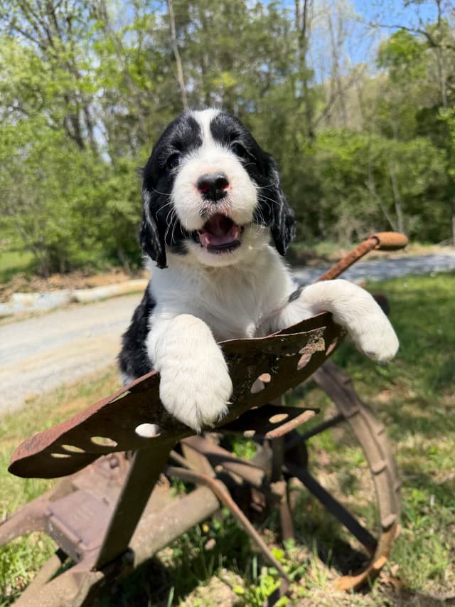 English Springer Spaniel Puppies media 24