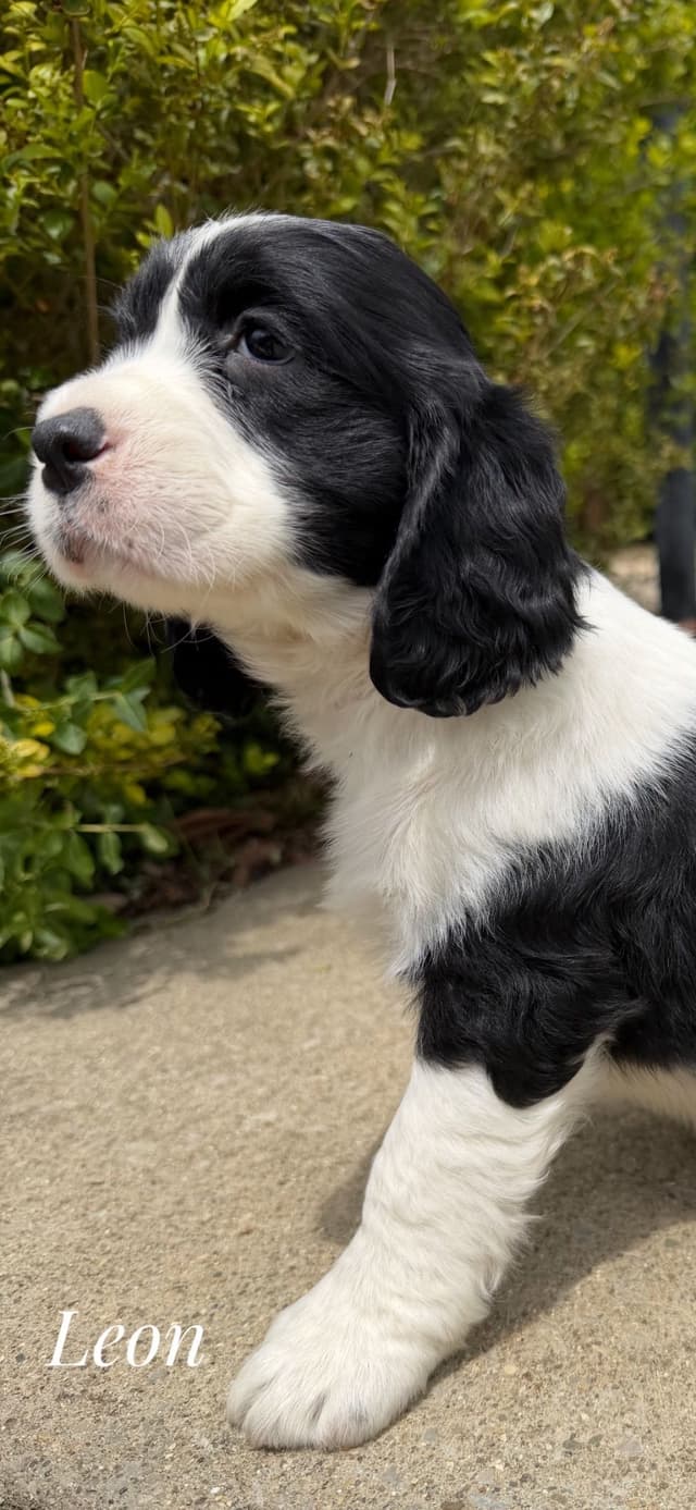 English Springer Spaniel Puppies media 25