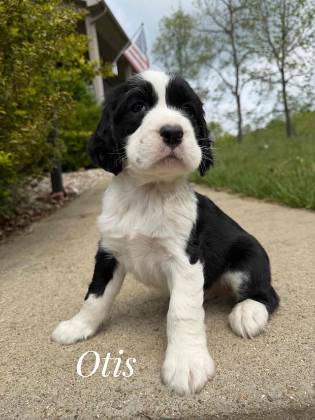 English Springer Spaniel Puppies media 26