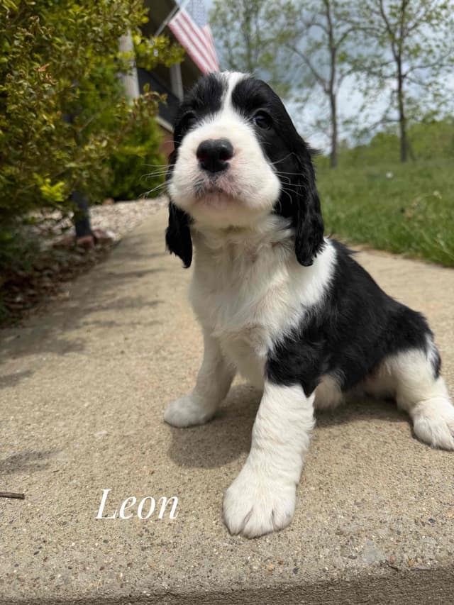 English Springer Spaniel Puppies media 27