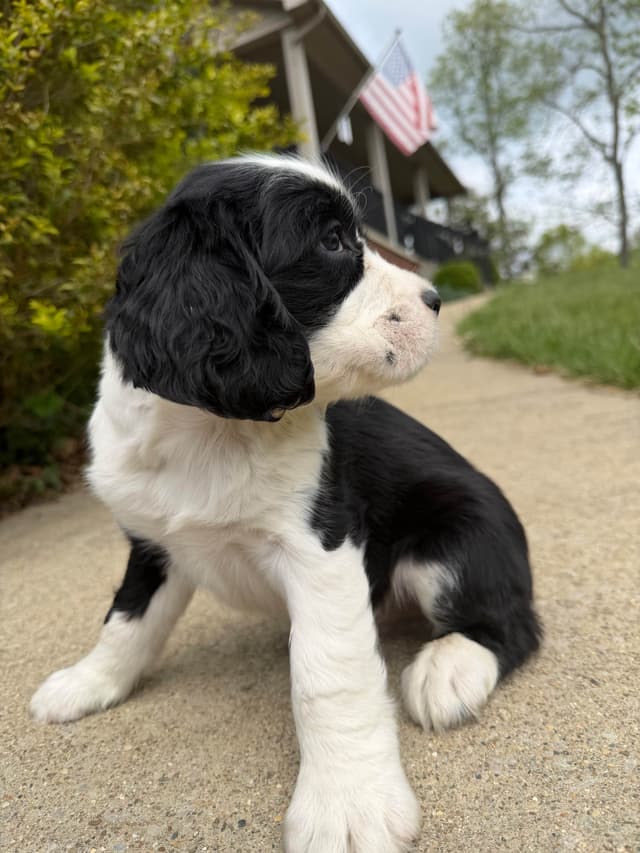 English Springer Spaniel Puppies media 28