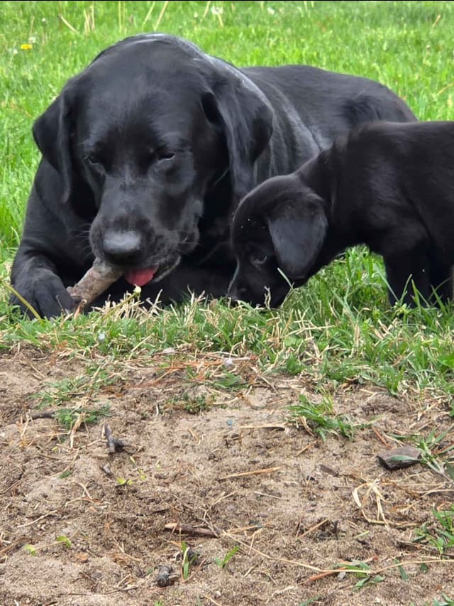 Labrador Retriever Puppies media 16