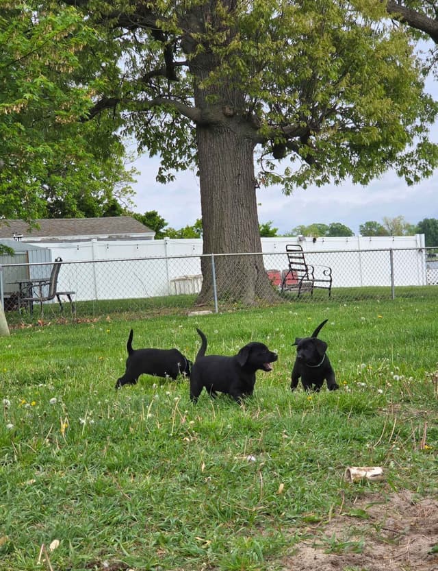 Labrador Retriever Puppies media 3