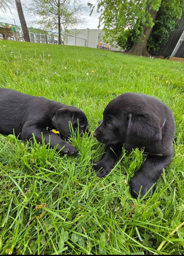 Labrador Retriever Puppies media 4