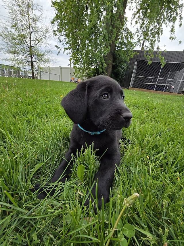 Labrador Retriever Puppies media 5