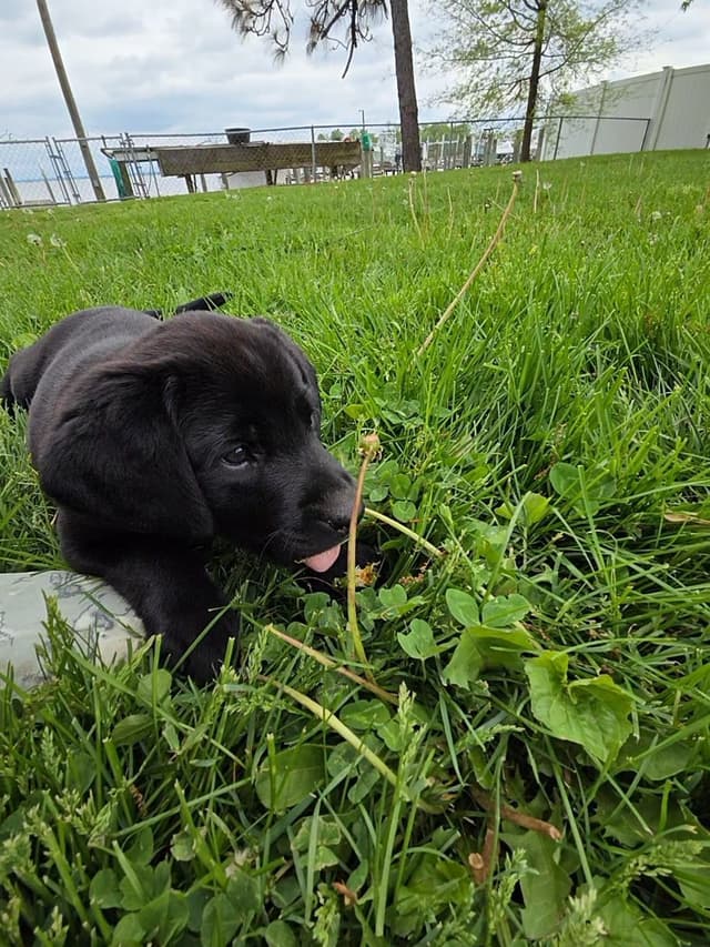 Labrador Retriever Puppies media 6