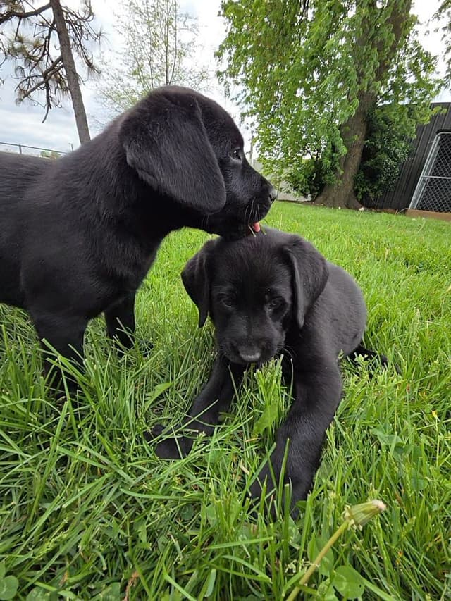 Labrador Retriever Puppies media 2