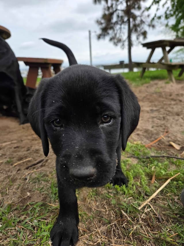 Labrador Retriever Puppies media 8