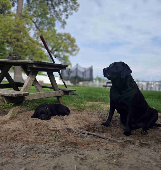 Labrador Retriever Puppies media 17