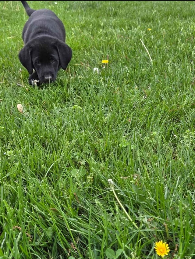 Labrador Retriever Puppies media 10