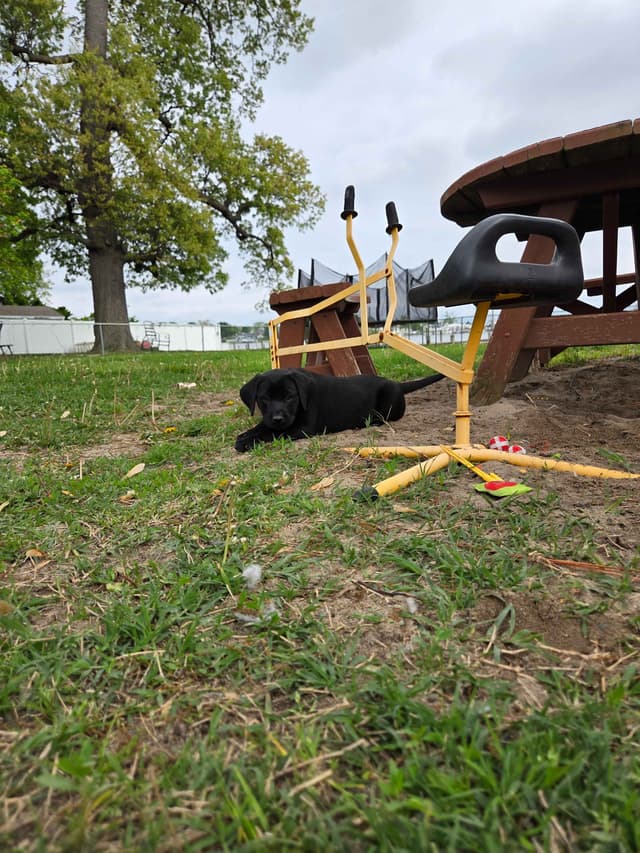 Labrador Retriever Puppies media 11