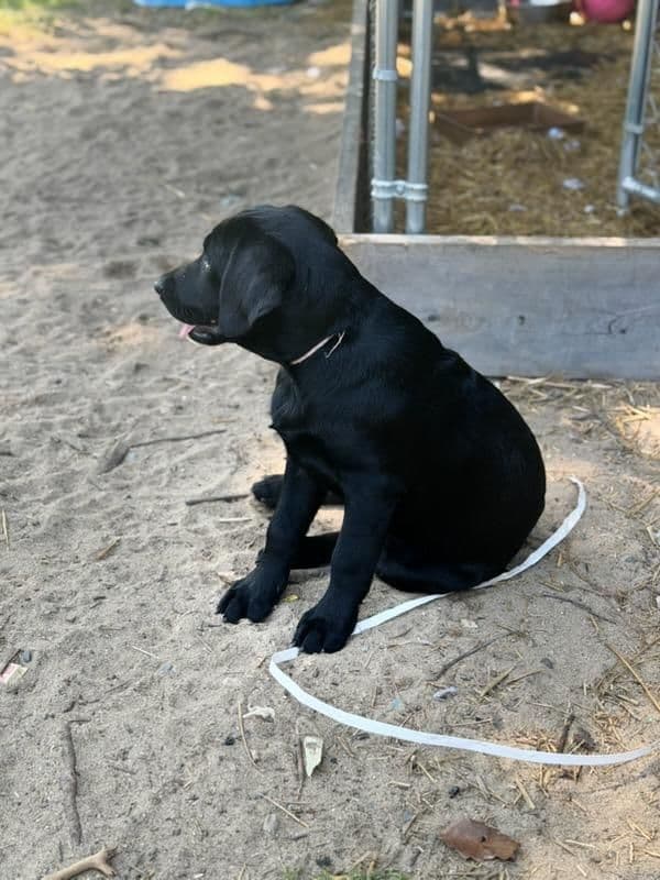 Labrador Retriever Puppies media 12