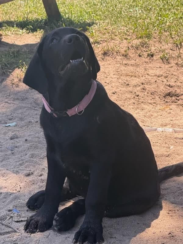 Labrador Retriever Puppies media 15