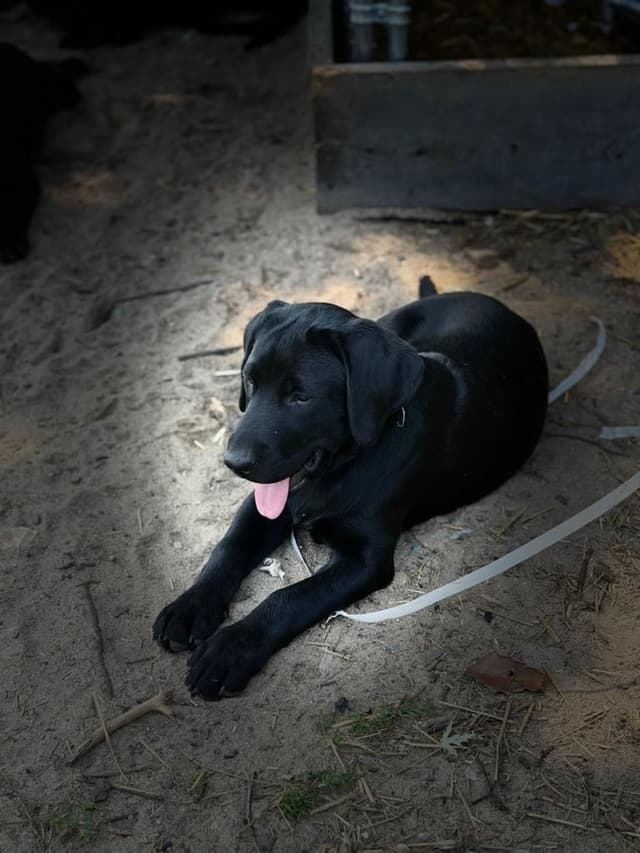 Labrador Retriever Puppies media 13