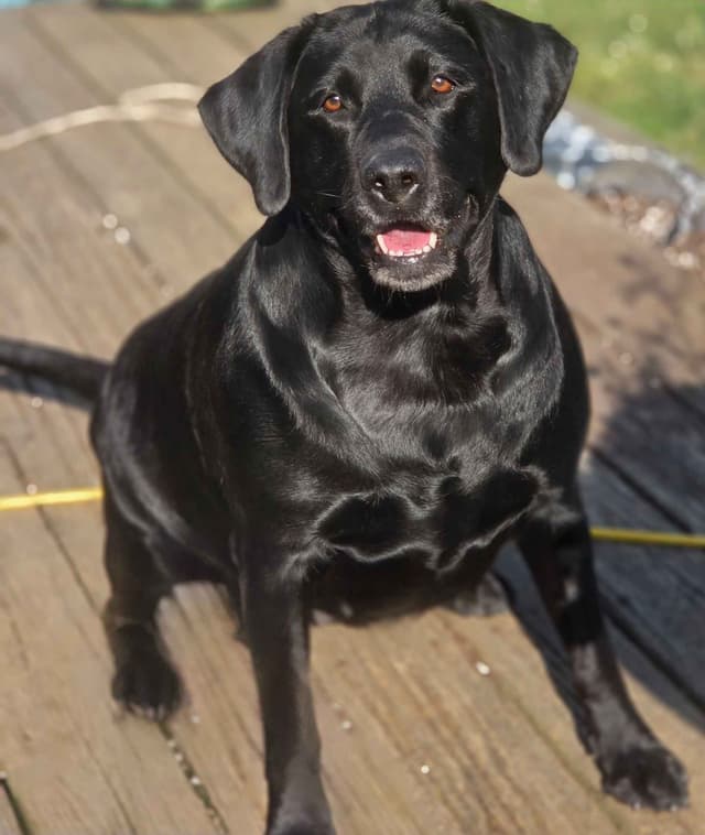 Labrador Retriever Puppies media 18