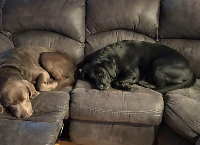 Labrador Retriever Puppies media 20