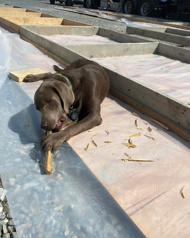 Labrador Retriever Puppies media 22
