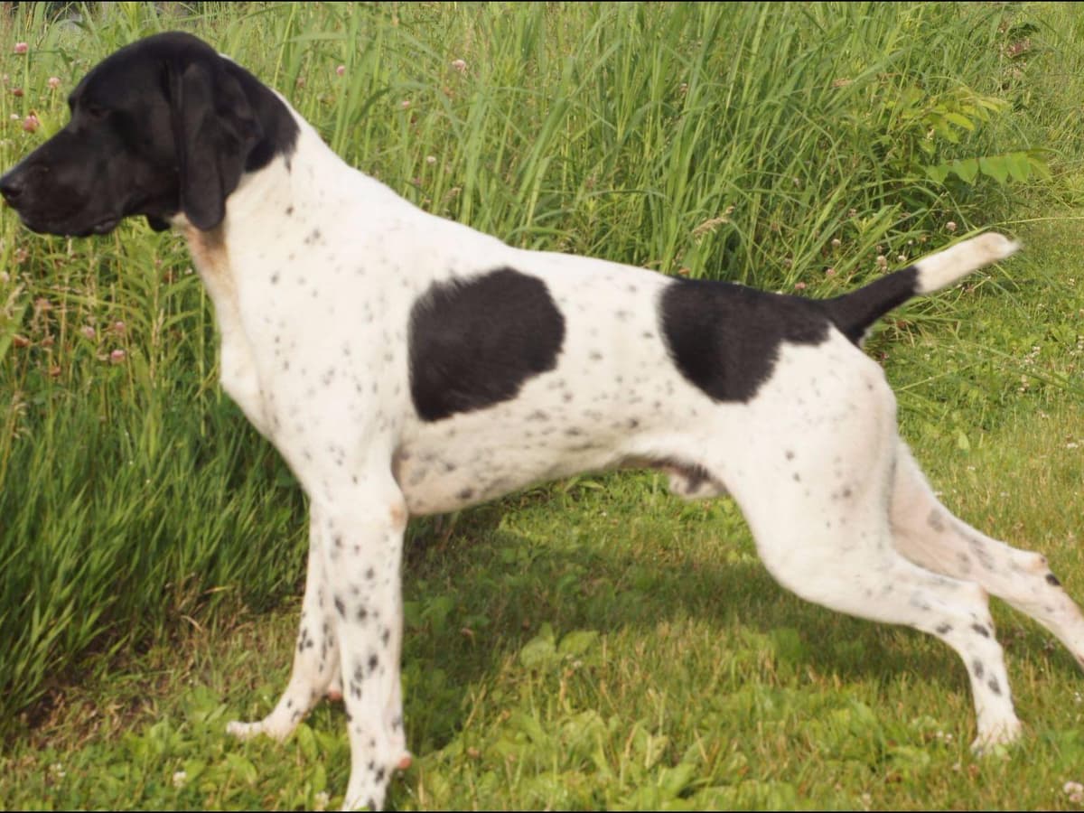German Shorthaired Pointer Puppies breeder image 1
