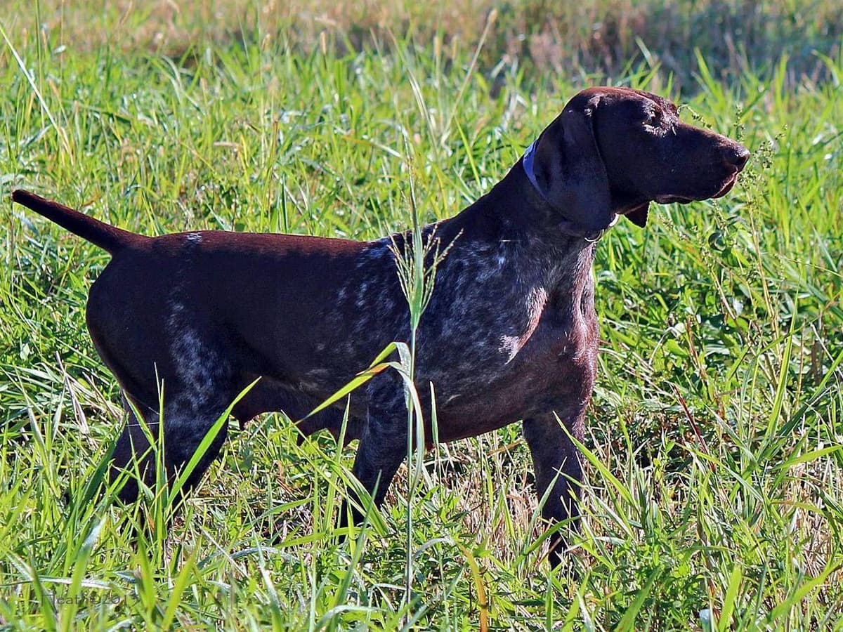 German Shorthaired Pointer Puppies breeder image 4