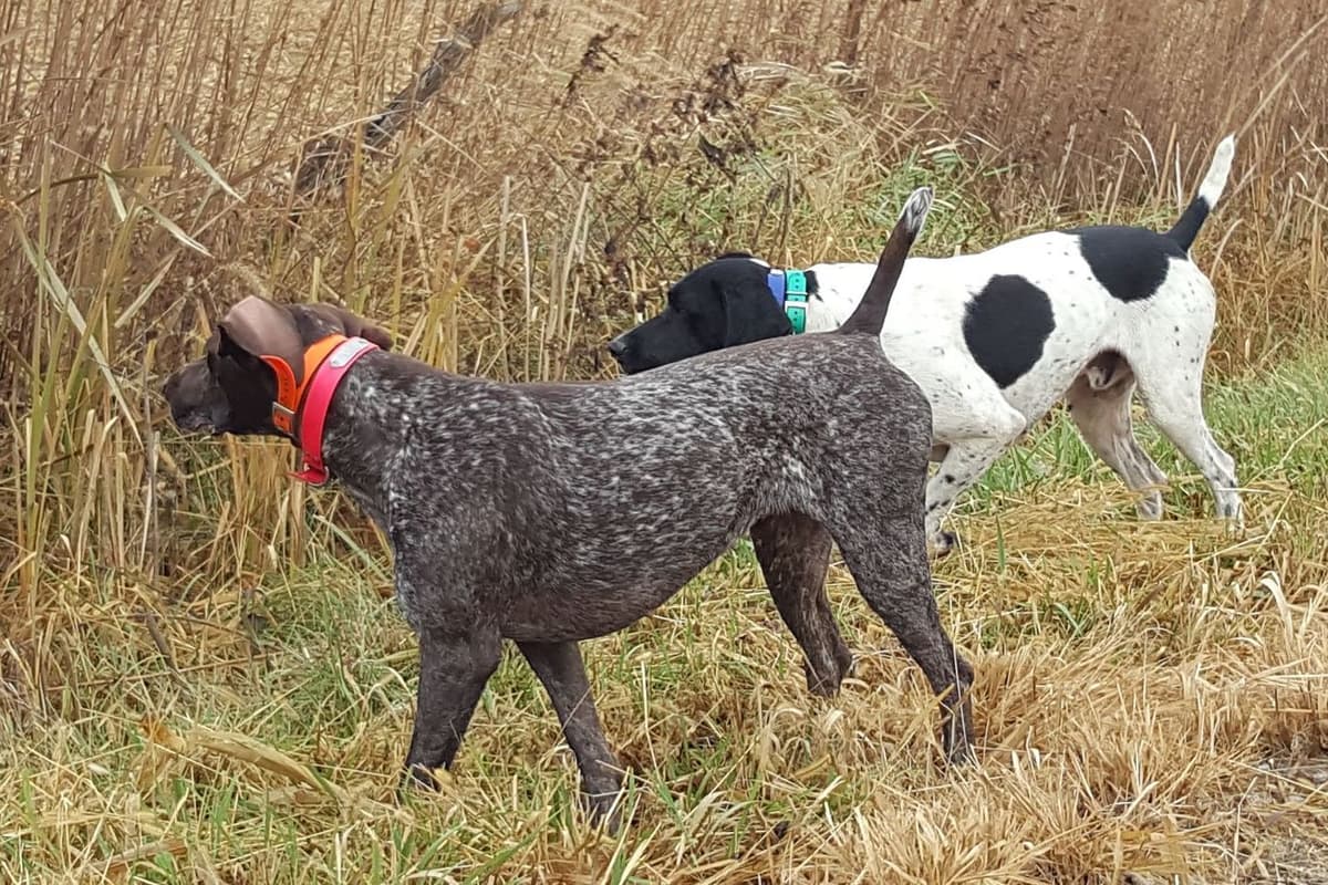 German Shorthaired Pointer Puppies breeder image 2