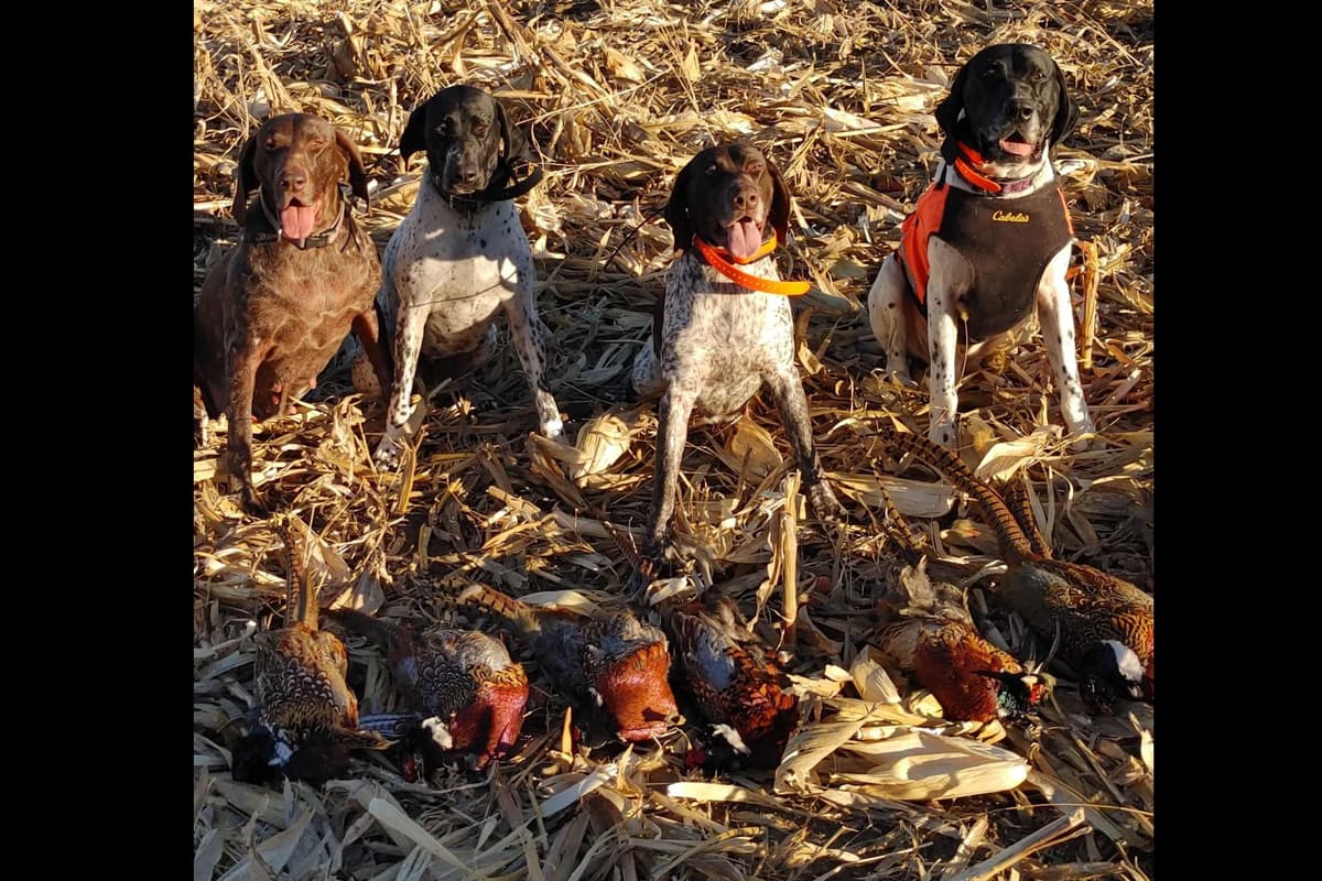 German Shorthaired Pointer Puppies breeder image 5