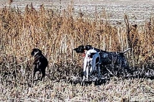 German Shorthaired Pointer Puppies breeder image 6