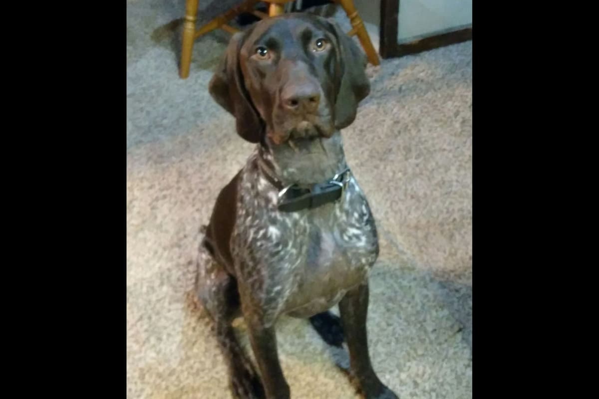 German Shorthaired Pointer Puppies breeder image 7