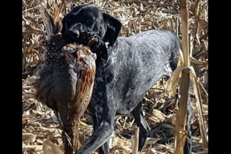 German Shorthaired Pointer Puppies breeder image 8