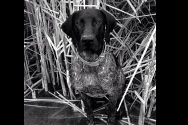 German Shorthaired Pointer Puppies breeder image 9