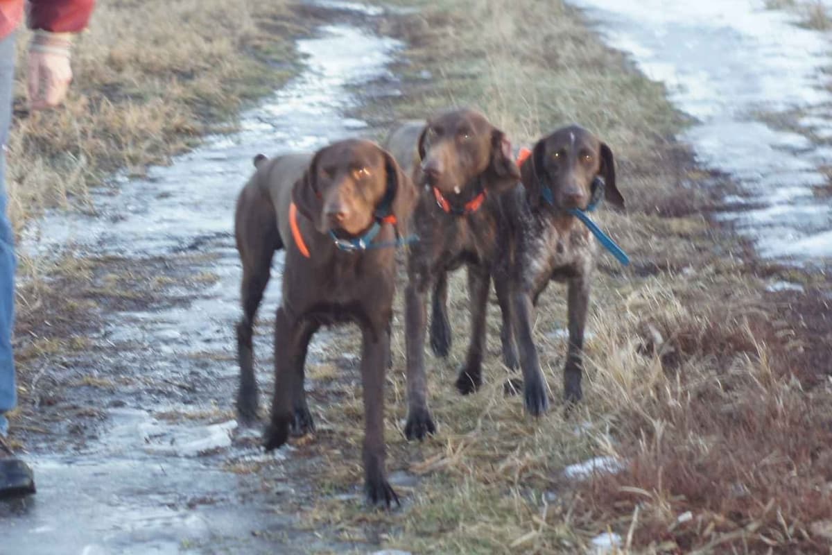 German Shorthaired Pointer Puppies breeder image 12