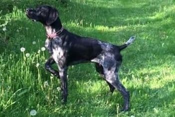 German Shorthaired Pointer Puppies breeder image 13