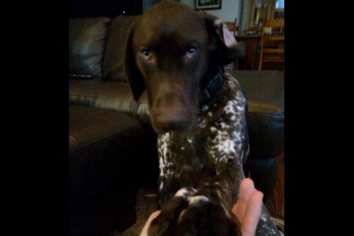 German Shorthaired Pointer Puppies breeder image 14