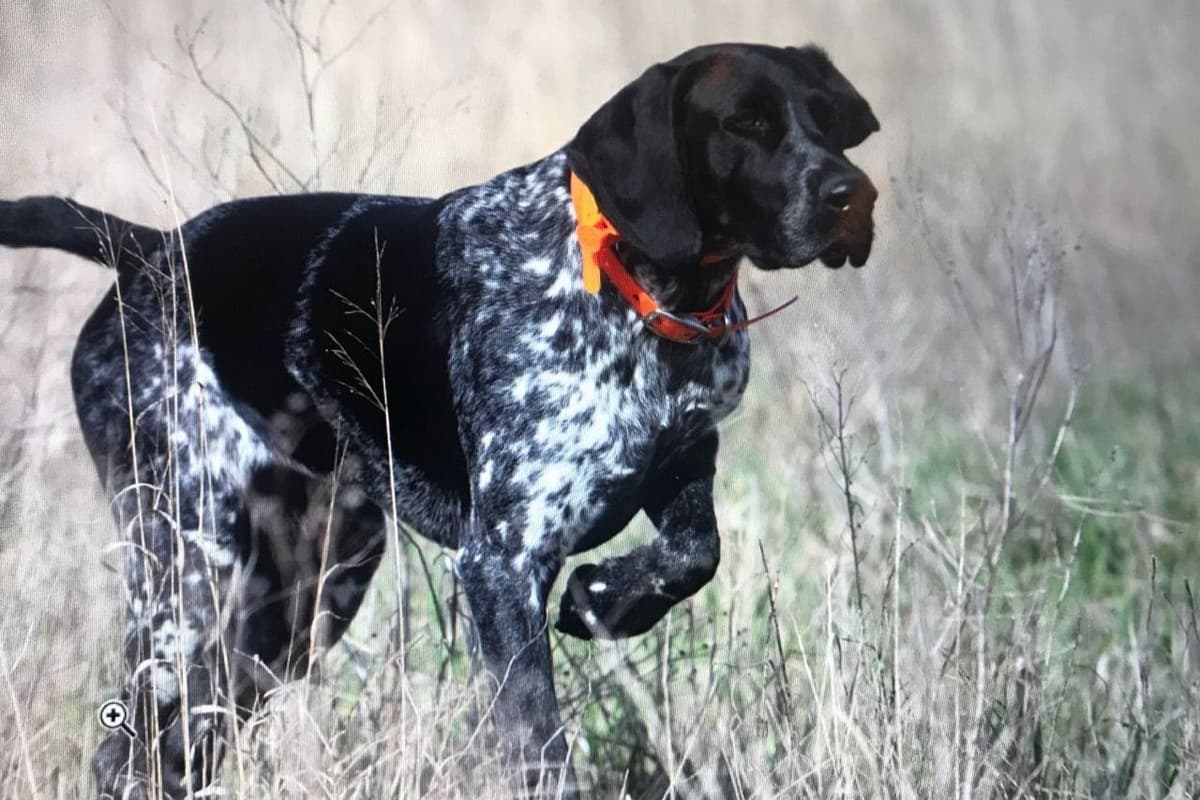 German Shorthaired Pointer Puppies breeder image 15