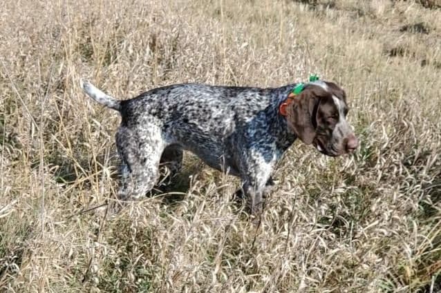 German Shorthaired Pointer Puppies breeder image 16