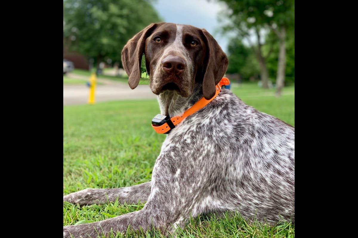 German Shorthaired Pointer Puppies breeder image 17