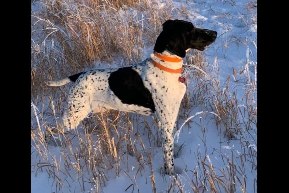 German Shorthaired Pointer Puppies breeder image 18