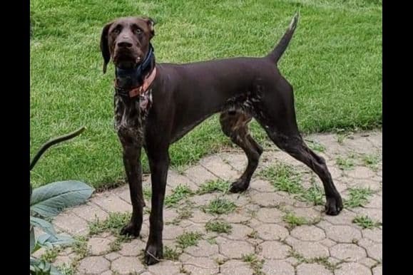 German Shorthaired Pointer Puppies breeder image 20