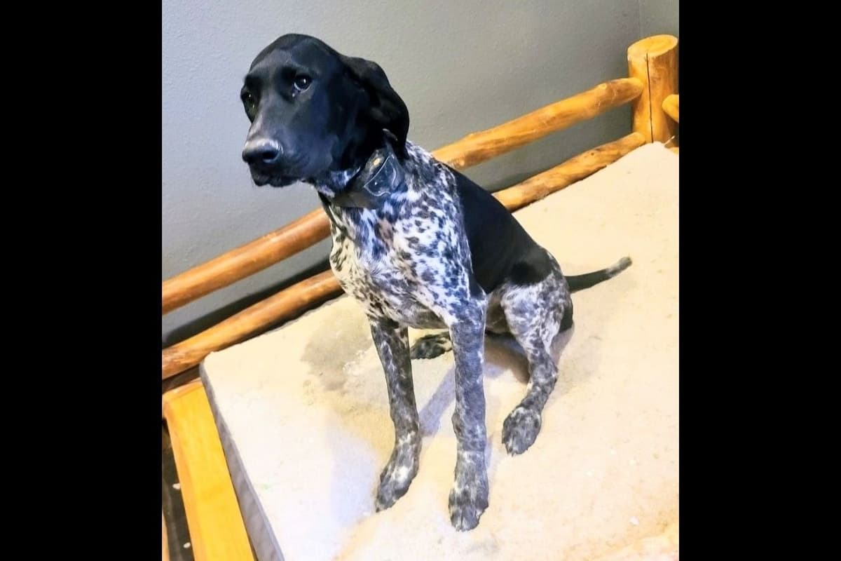 German Shorthaired Pointer Puppies breeder image 21