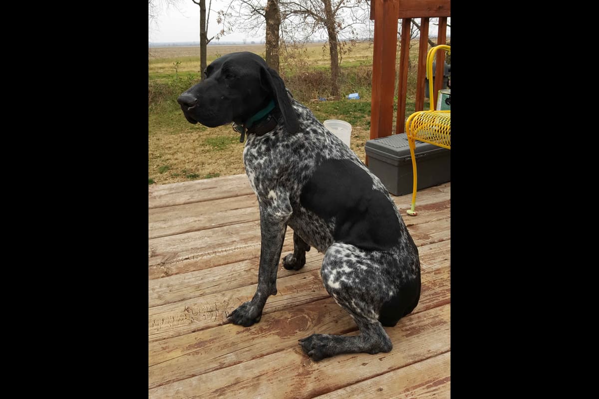 German Shorthaired Pointer Puppies breeder image 22