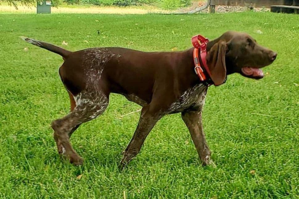 German Shorthaired Pointer Puppies breeder image 23