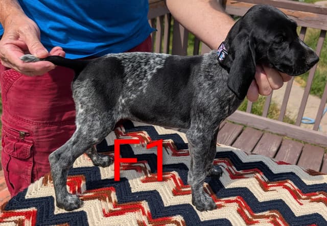 German Shorthaired Pointer Puppies media 2