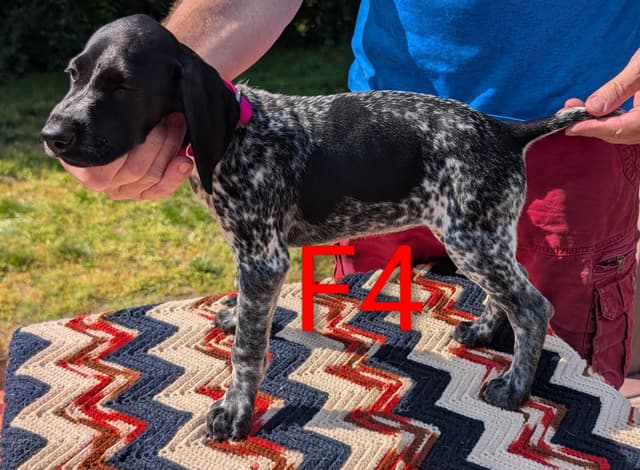 German Shorthaired Pointer Puppies media 3