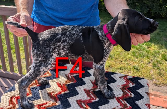 German Shorthaired Pointer Puppies media 4