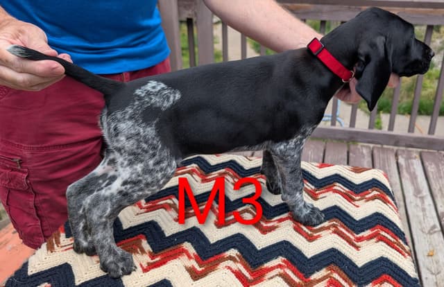 German Shorthaired Pointer Puppies media 5