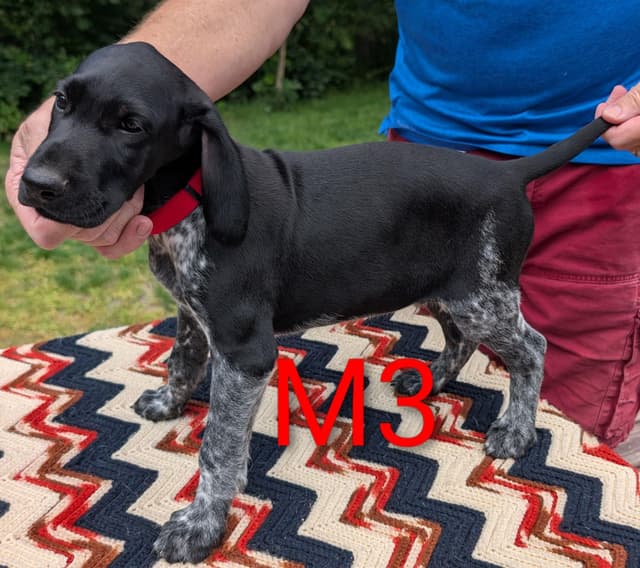 German Shorthaired Pointer Puppies media 6